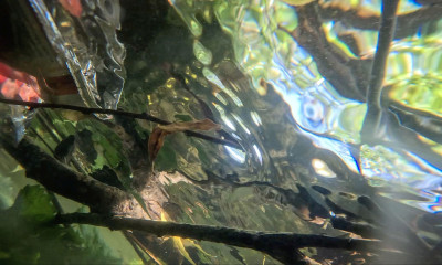 Image for You are among us and we are among you